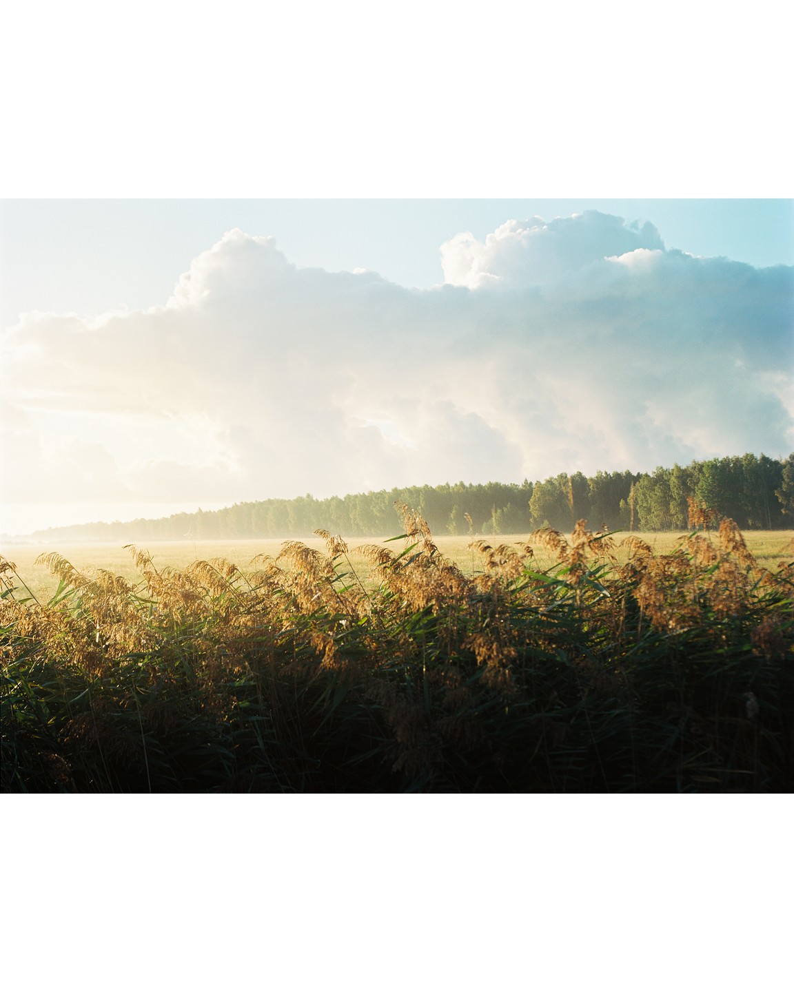 Tall reeds stand in the foreground of a misty field with a forest in the distance under a cloudy sky.