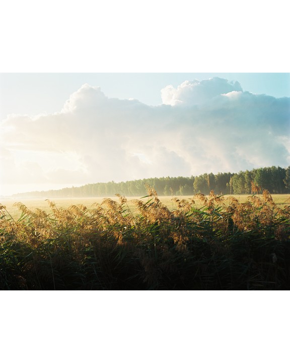Tall reeds stand in the foreground of a misty field with a forest in the distance under a cloudy sky.