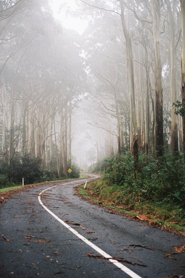A winding road covered in leaves leads through a dense, foggy forest.