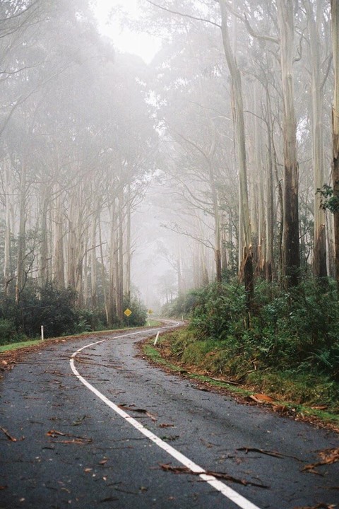 A winding road covered in leaves leads through a dense, foggy forest.