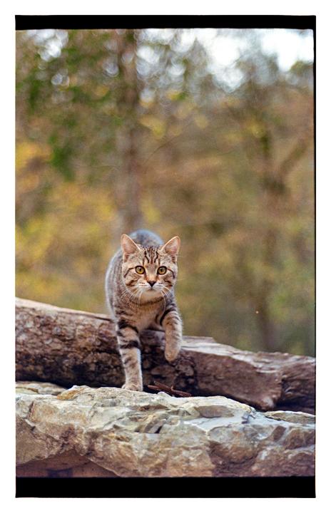 A tabby cat walks on a rock with a log behind it.