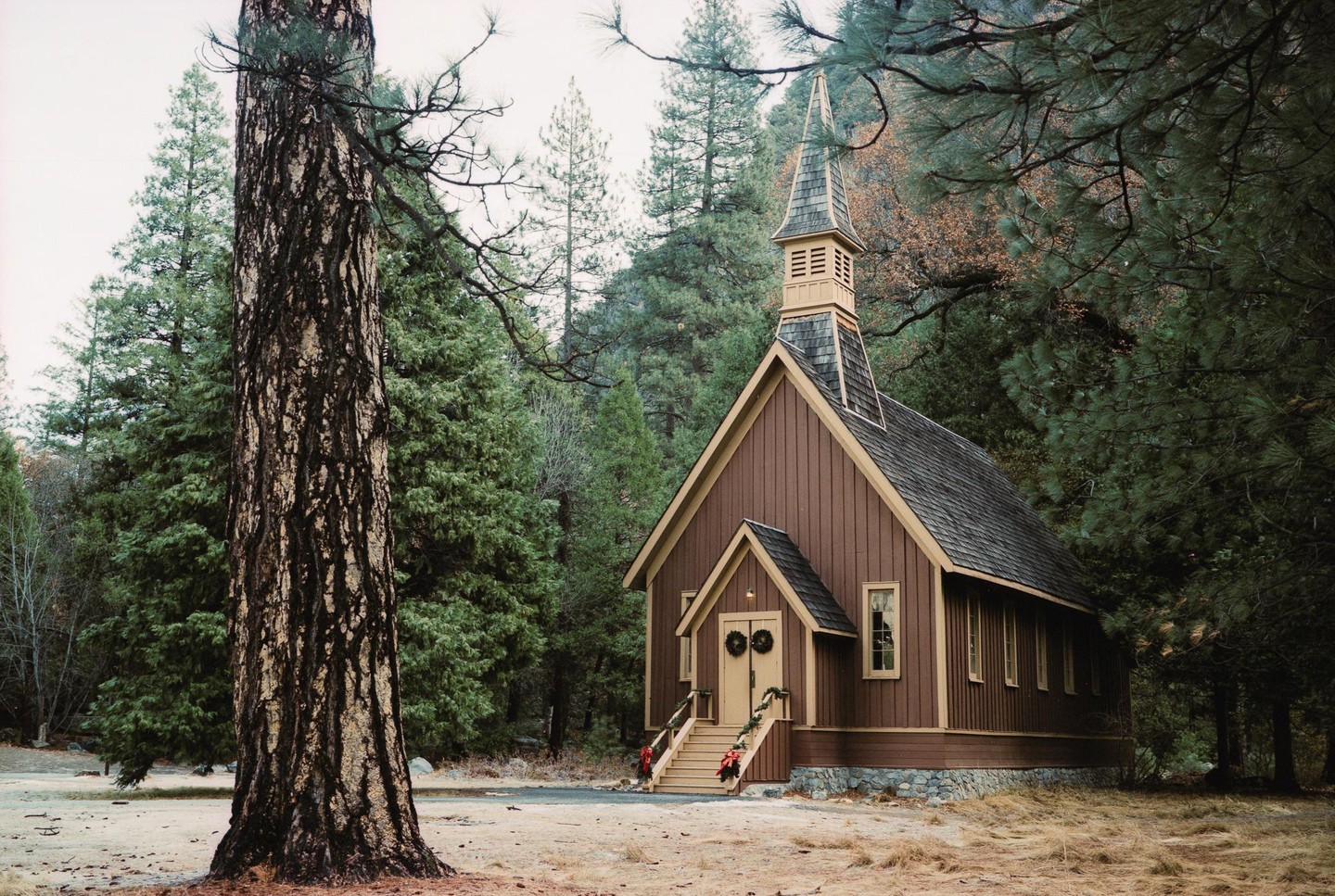 A brown chapel with a steeple stands among tall evergreen trees, with a large tree trunk in the foreground.