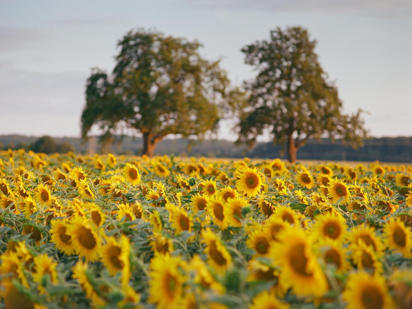A field of sunflowers stretches towards two trees in the distance under a soft sky.