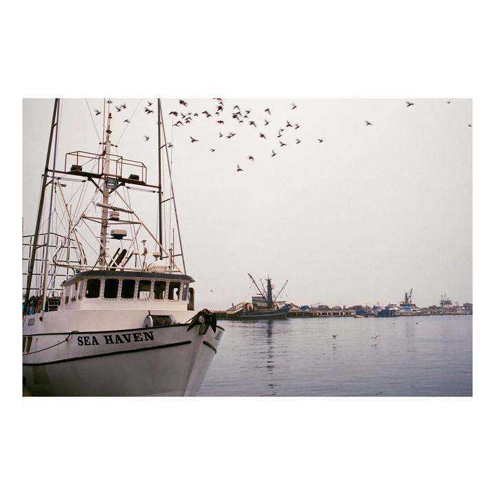 A flock of birds flies over a harbor with a fishing boat named "Sea Haven" in the foreground and other boats docked in the distance.