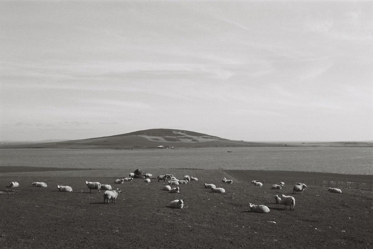 A flock of sheep graze on a hill overlooking a body of water and a distant hill under a bright sky.