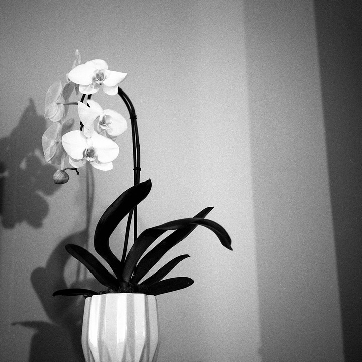 A potted orchid with several blossoms and dark leaves casts a shadow on a wall.