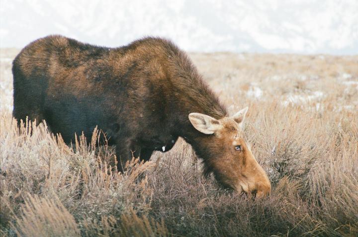 A moose grazes in a field of dry grass with snow-capped mountains in the background.