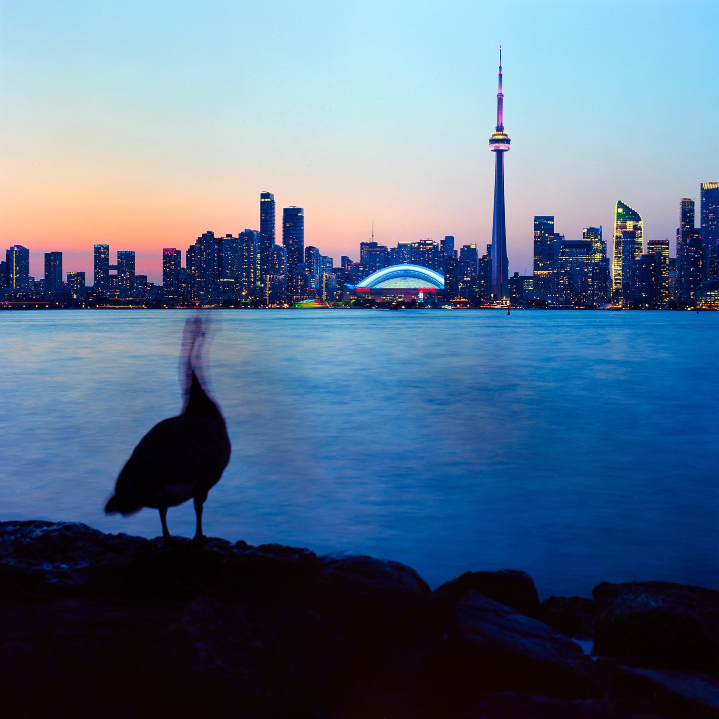A blurred goose stands on rocks in the foreground with the illuminated Toronto skyline and CN Tower in the background at dusk.