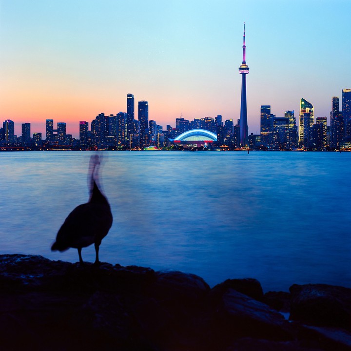 A blurred goose stands on rocks in the foreground with the illuminated Toronto skyline and CN Tower in the background at dusk.