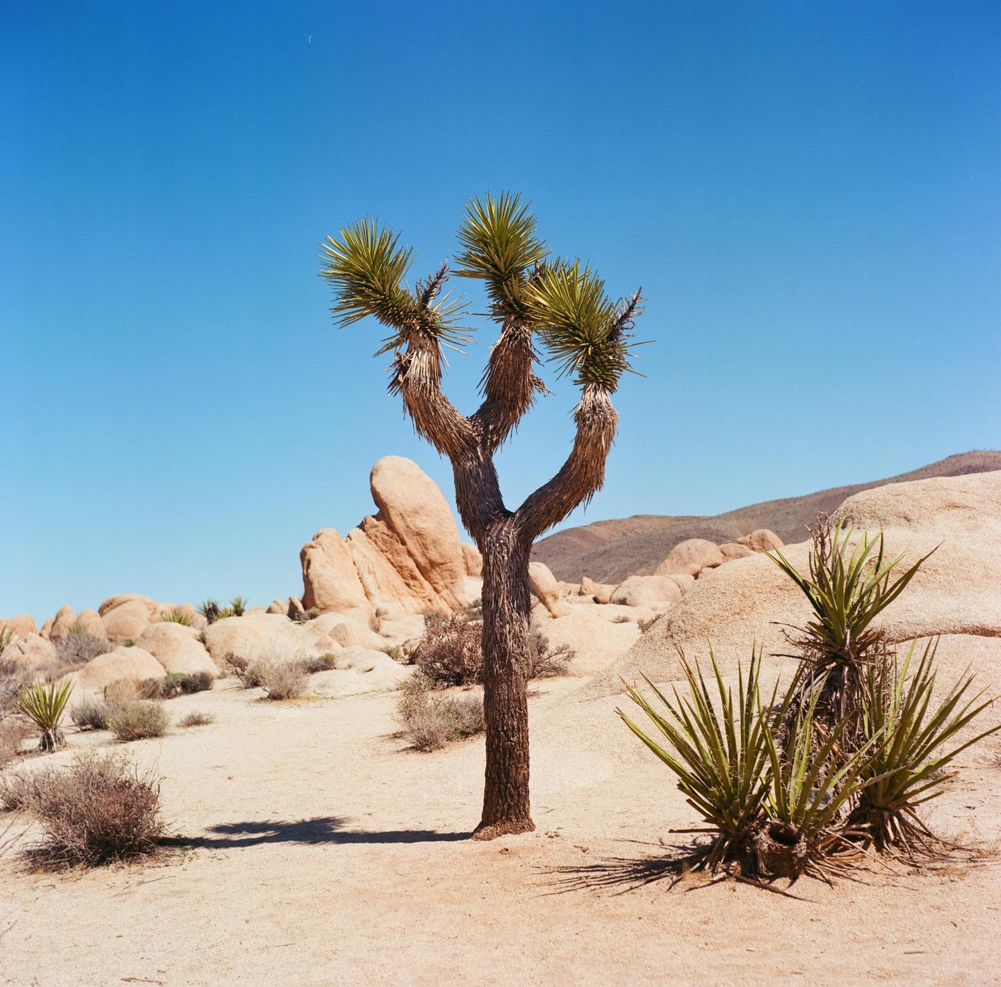 A joshua tree stands in a desert landscape with rocks and mountains under a clear blue sky.
