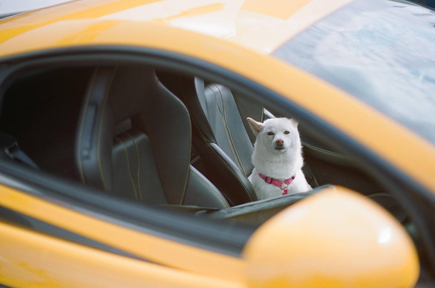A white dog wearing a pink harness sits in the passenger seat of a yellow sports car.