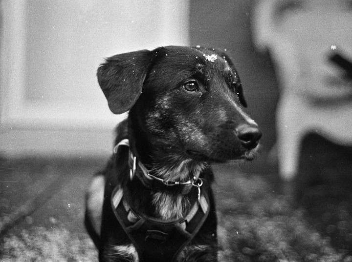 A black dog with snow on its head wears a harness and looks to the right.