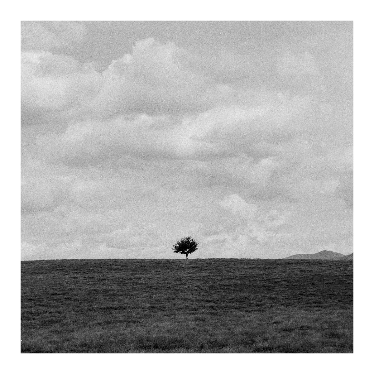 A single tree stands on a grassy hill under a cloudy sky.