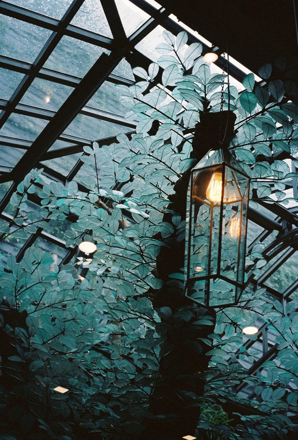 A glass lantern hangs among lush green foliage under a glass ceiling.