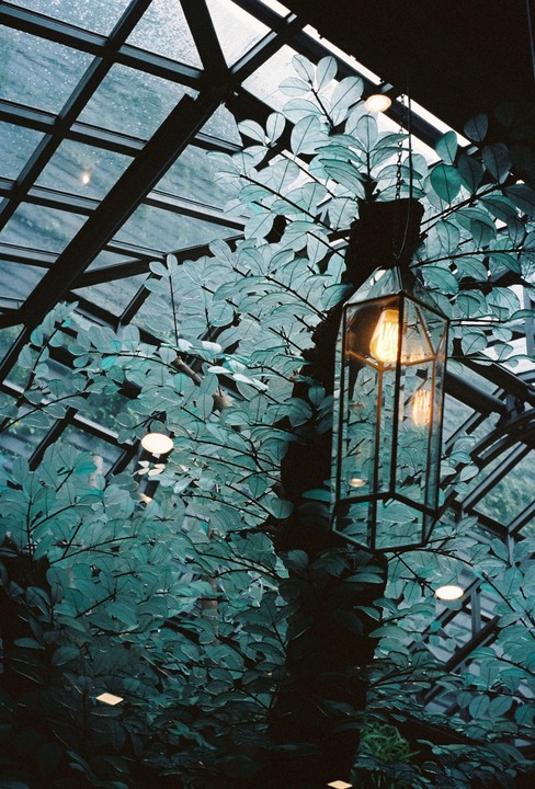 A glass lantern hangs among lush green foliage under a glass ceiling.