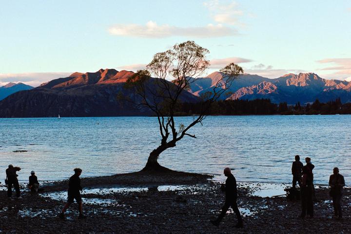A lone tree stands in a lake with mountains in the background and people on the shore.