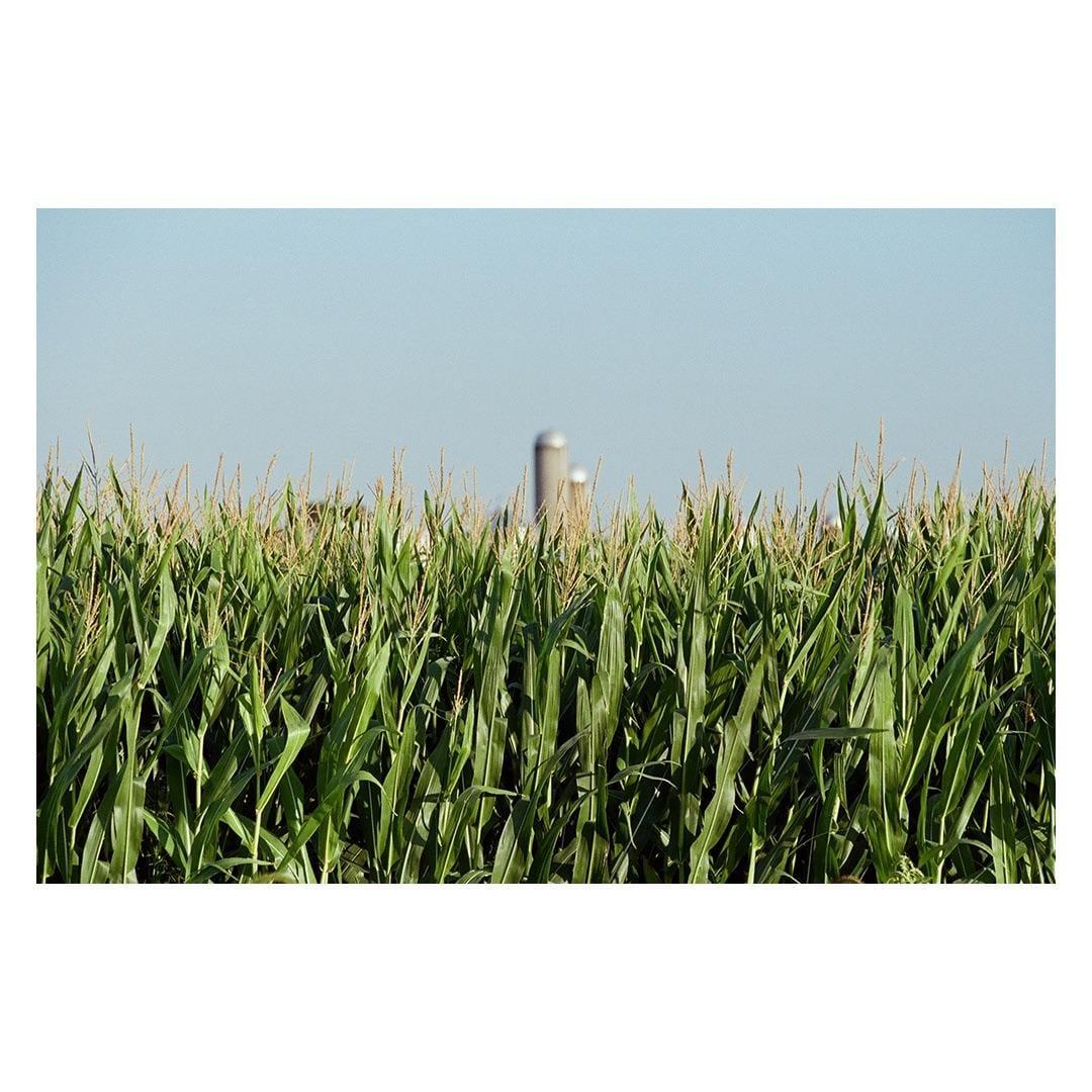 A field of corn with a silo in the background under a clear sky.