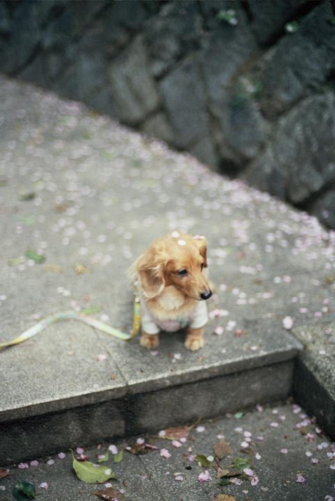A small dog wearing a sweater stands on a stone path covered in pink petals.