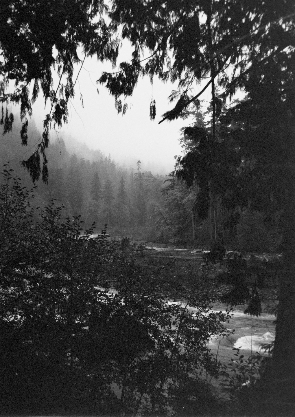 A river flows through a forest on a hazy day, framed by dark foliage in the foreground.