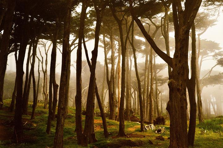 Tall trees with dark trunks and green foliage stand in a forest with a hazy background and green undergrowth.