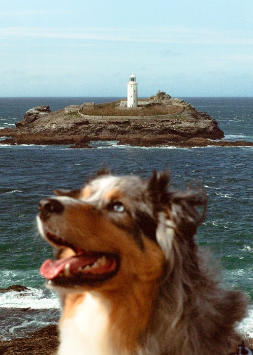 A dog with blue eyes is in the foreground, looking up, with a lighthouse on a rocky island in the background.
