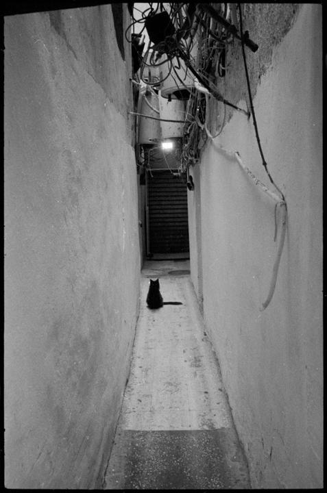 A black cat sits in a narrow alleyway with wires and pipes overhead.
