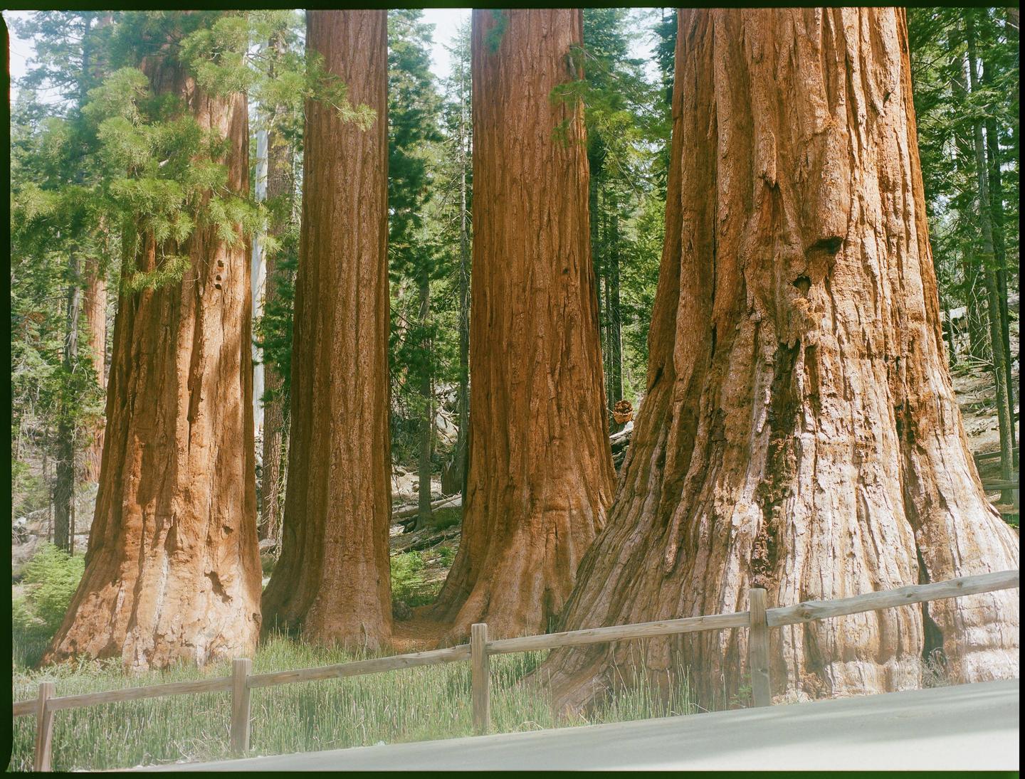 A wooden fence runs along a road in front of a grove of giant sequoia trees.