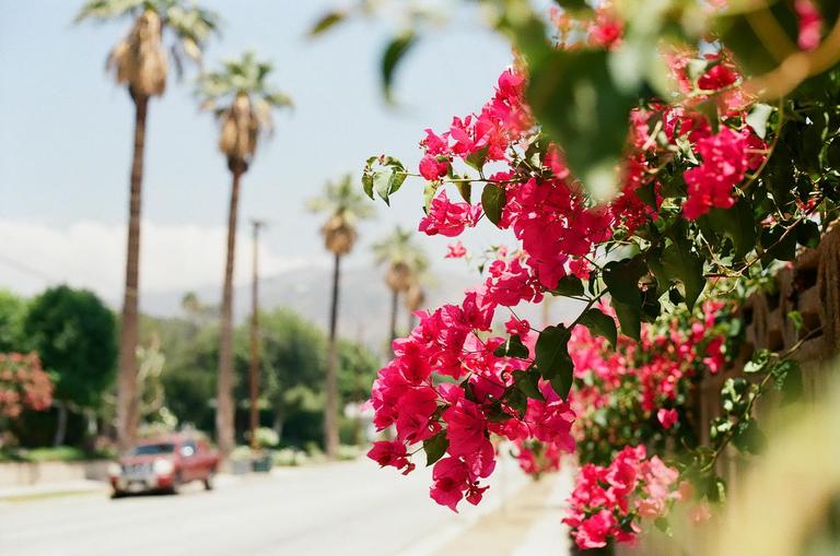 Bright pink bougainvillea flowers hang over a street lined with palm trees and a red car.
