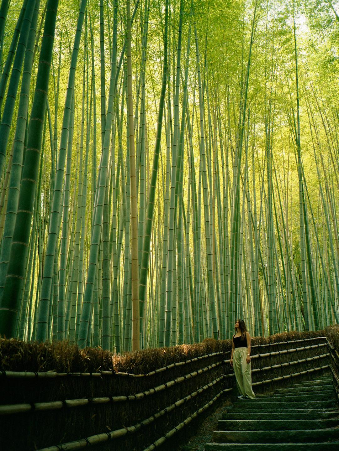 A woman stands on stone steps next to a bamboo fence, looking up at a dense bamboo forest.
