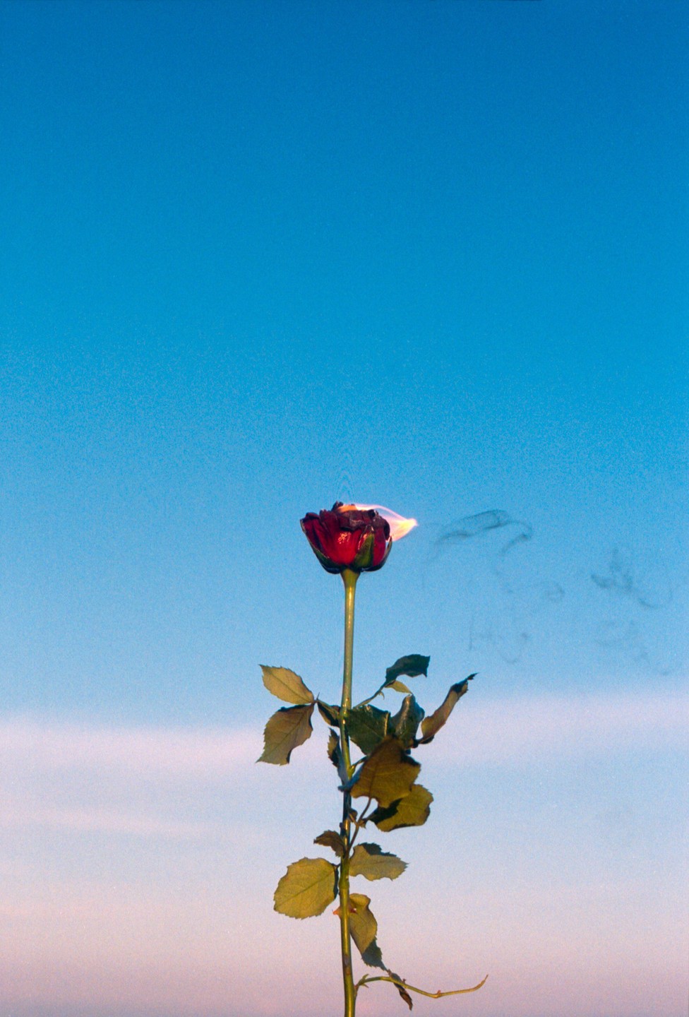 A single red rose with a burning petal and smoke rising from it stands against a clear blue sky.