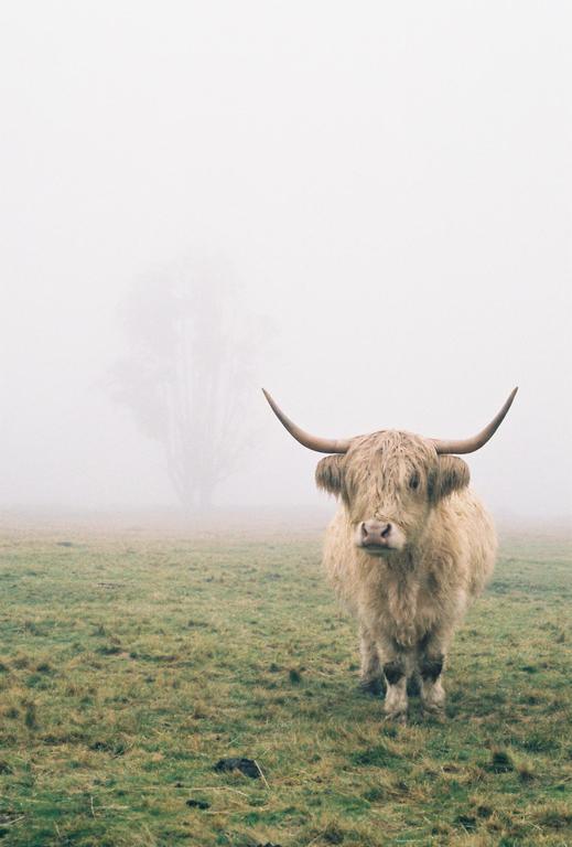 A shaggy cow with horns stands in a grassy field on a foggy day.