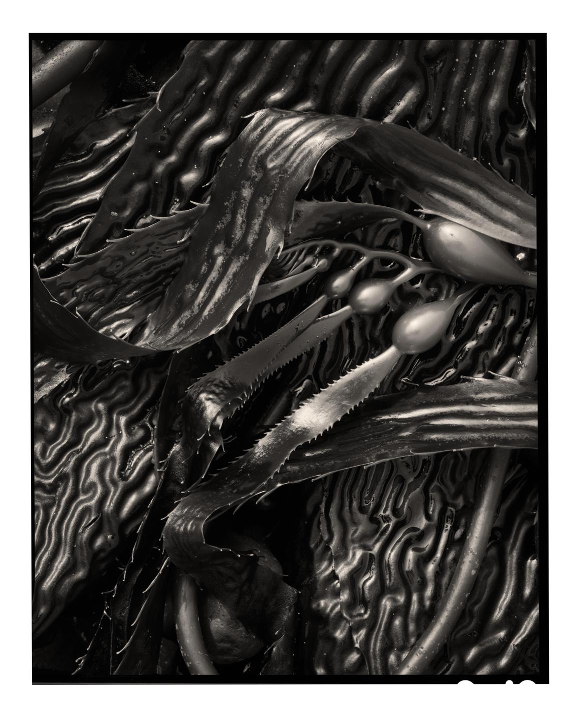 A close-up view shows kelp with air bladders and serrated edges resting on a textured surface.