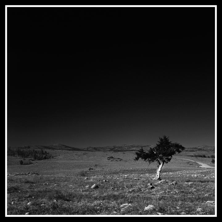 A lone tree stands in a rocky, grassy field under a dark sky.