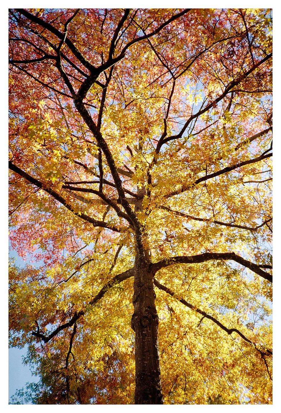 A tree with yellow and red autumn foliage is photographed from below against a blue sky.