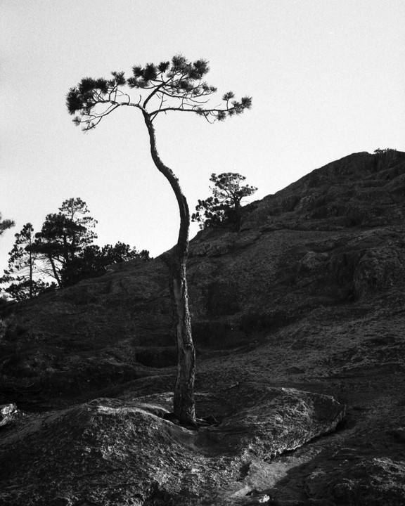 A lone, gnarled tree stands on a rocky hillside under a bright sky.
