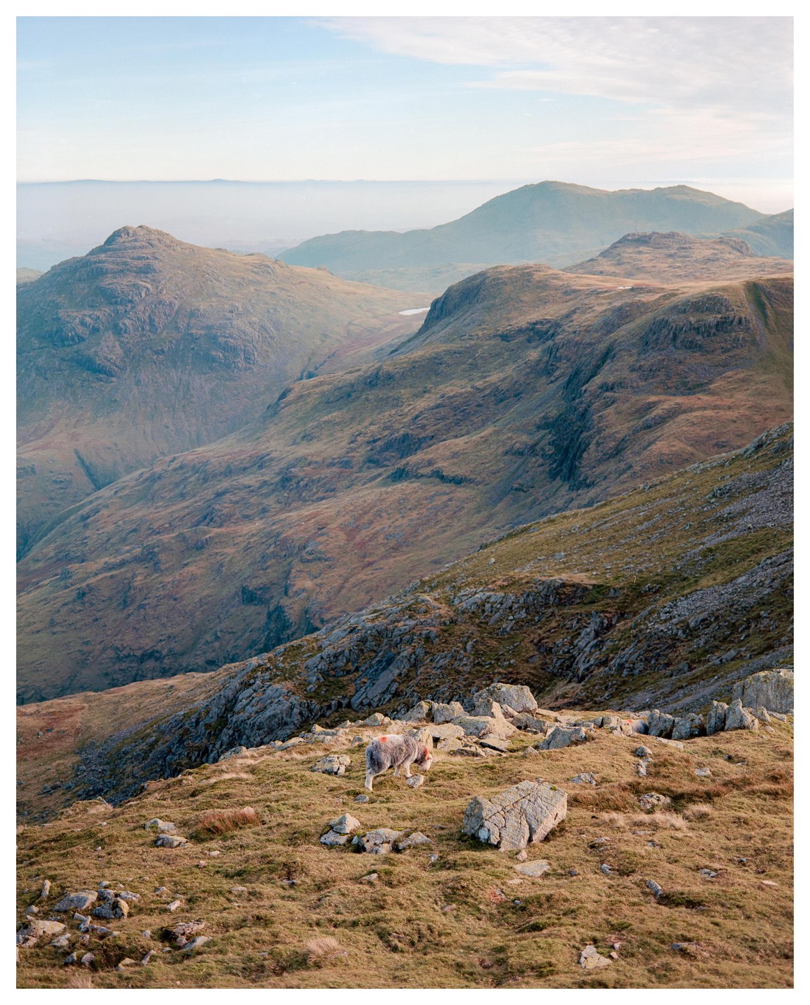 A sheep walks on a rocky, grassy mountain slope with other mountains and a hazy sky in the background.