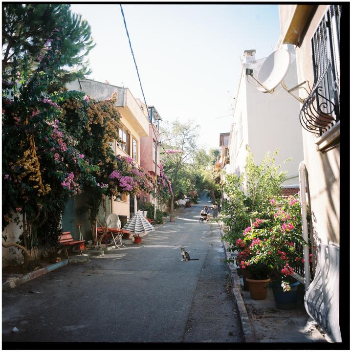 A cat sits in the middle of a narrow street lined with buildings and flowering plants.