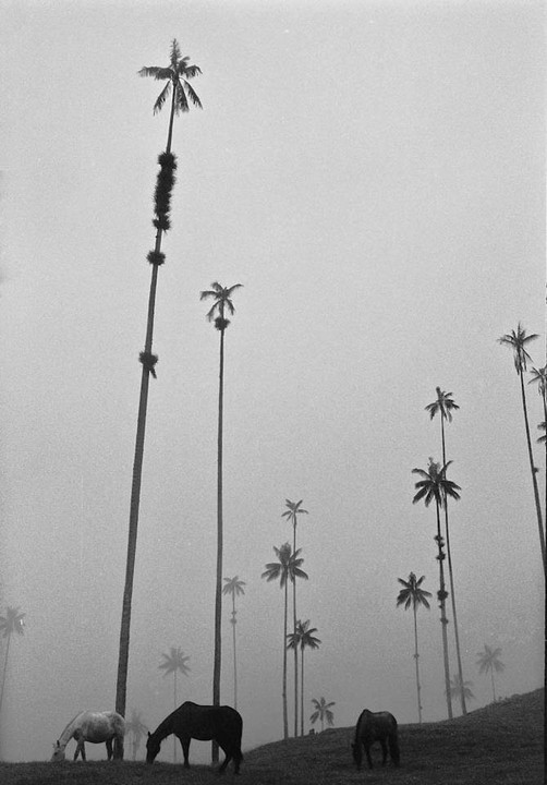 Three horses graze on a misty hillside dotted with tall palm trees.