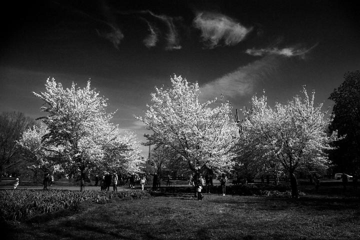 A group of people are gathered around several blossoming trees in a park under a dark sky with wispy clouds.