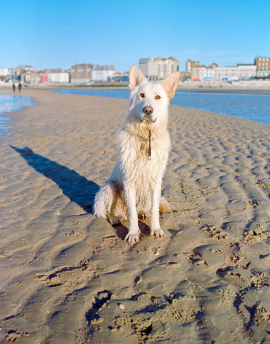 A white dog sits on a sandy beach with buildings in the background.