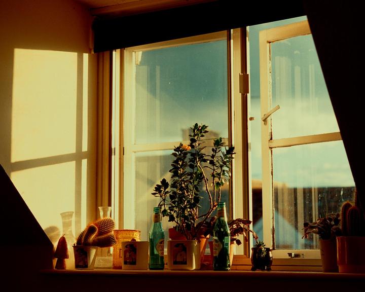 Sunlight streams through an open window, illuminating several potted plants and bottles on the windowsill.