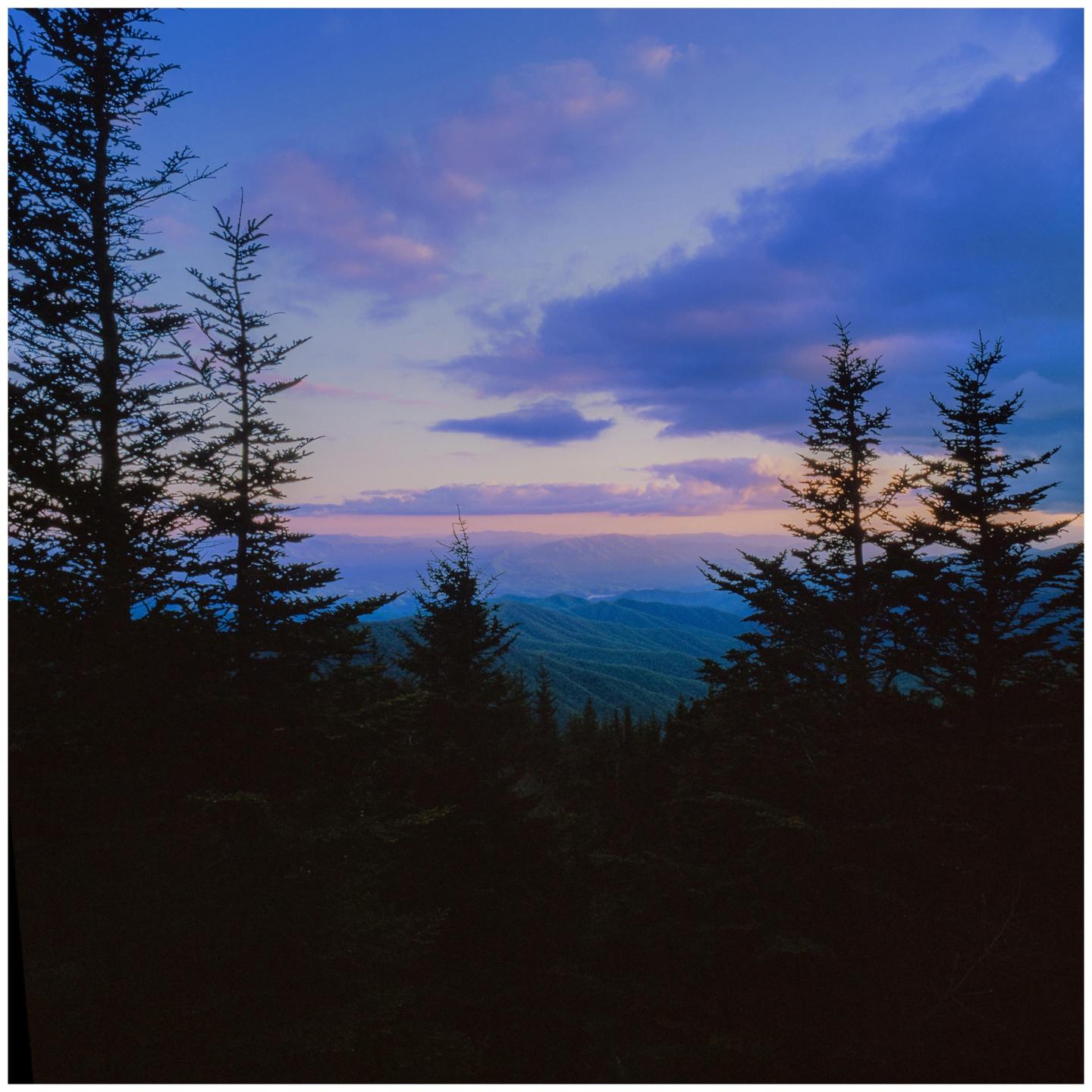 A sunset over the Smoky Mountains is seen through a frame of silhouetted pine trees.