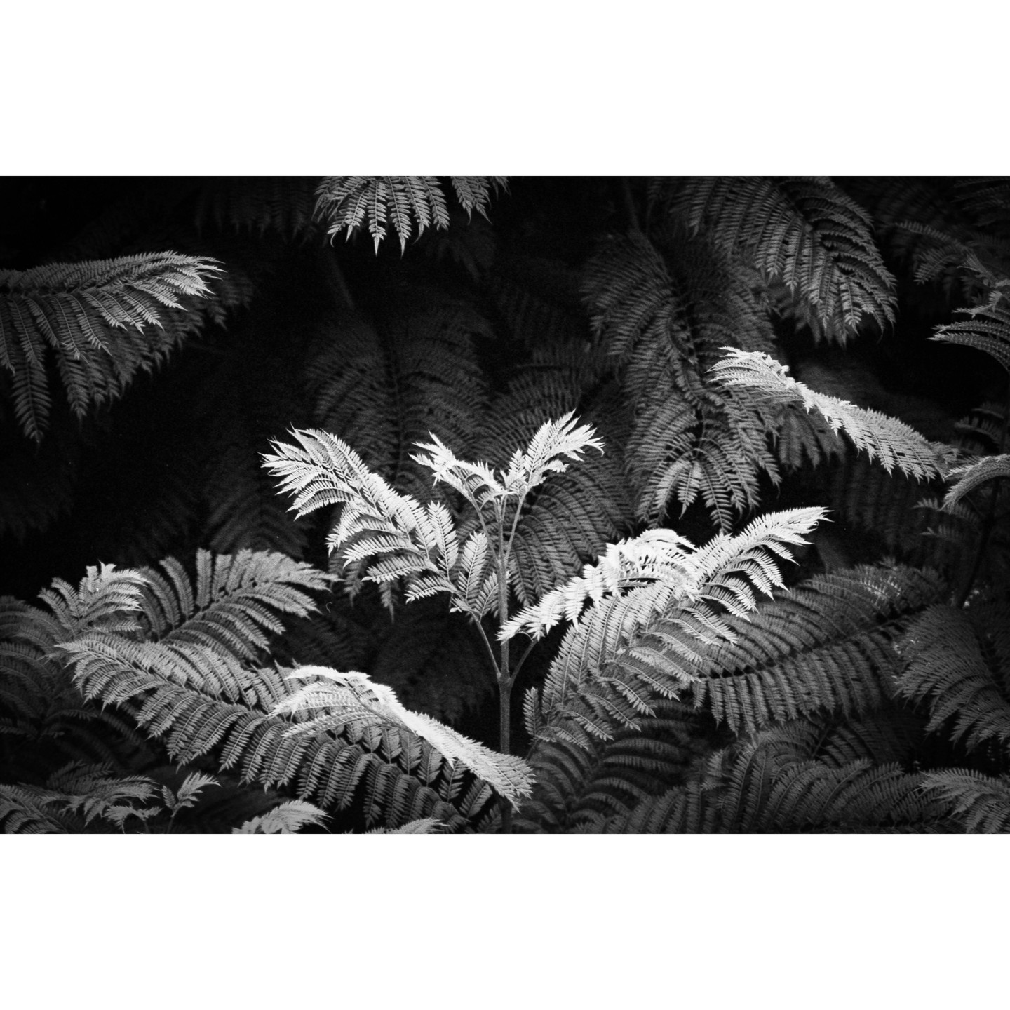 A cluster of ferns is illuminated against a dark background of other ferns.