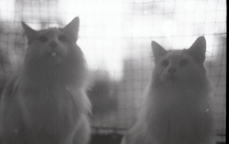 Two cats are visible through a mesh screen.