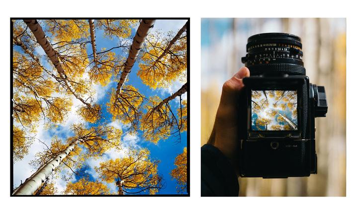 A person holds a camera with a view of aspen trees with yellow leaves against a blue sky in the viewfinder, next to a larger image of the same trees.