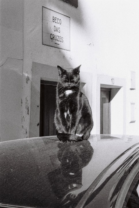 A black cat with closed eyes sits on the dusty roof of a car in front of a building with a street sign that reads "Beco das Cruzes."