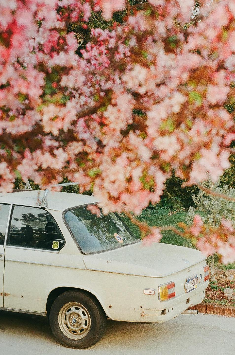 A white car is parked under a tree with pink blossoms.