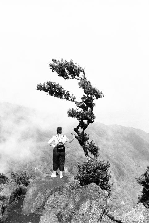 A woman stands on a rocky outcrop next to a gnarled tree, looking out over a hazy mountain landscape.