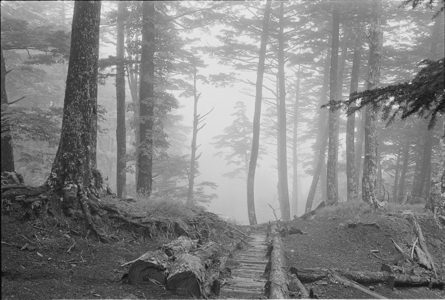 A path made of logs leads through a foggy forest with tall trees and exposed roots.