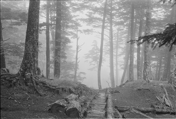 A path made of logs leads through a foggy forest with tall trees and exposed roots.